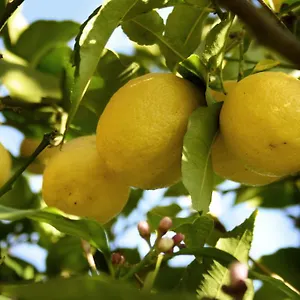  Nocleg ze śniadaniem Il Giardino Di Gabri